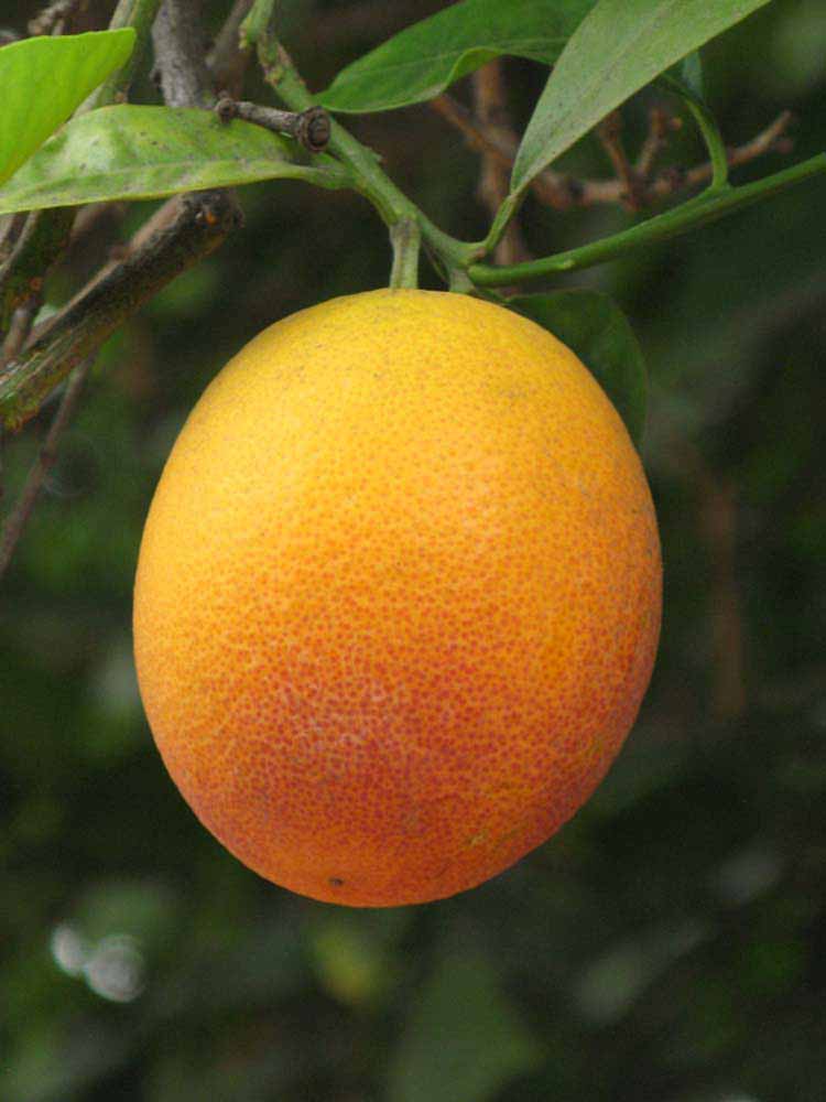            Fruit (Sanguinelli, Riverside, CA)   